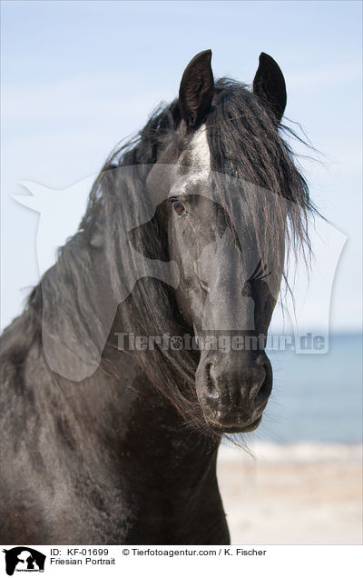 Friesian Portrait / KF-01699