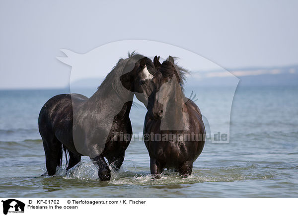 Friesen im Meer / Friesians in the ocean / KF-01702