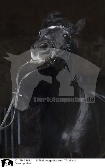 Friese Portrait / Frisian portrait / TM-01881