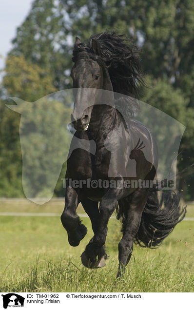 running Frisian / TM-01962