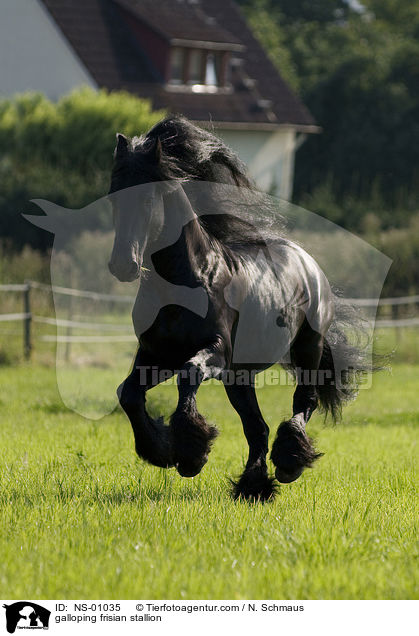 galoppierender Friesen Hengst / galloping frisian stallion / NS-01035