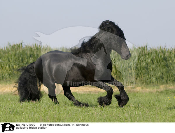 galoppierender Friesen Hengst / galloping frisian stallion / NS-01039