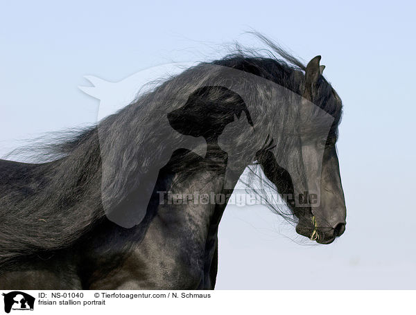 Friesen Hengst Portrait / frisian stallion portrait / NS-01040