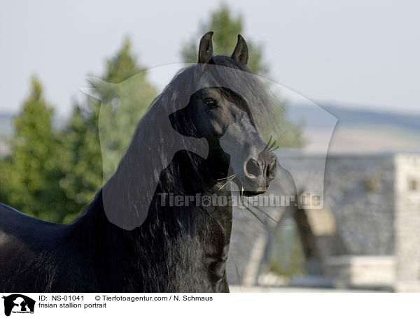 Friesen Hengst Portrait / frisian stallion portrait / NS-01041