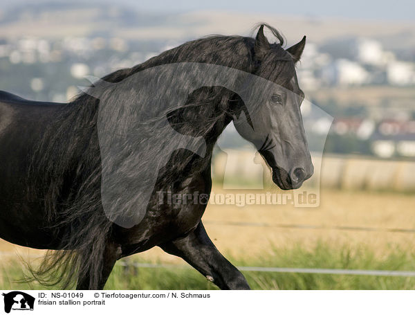 Friesen Hengst Portrait / frisian stallion portrait / NS-01049