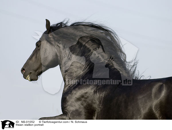 Friesen Hengst Portrait / frisian stallion portrait / NS-01052