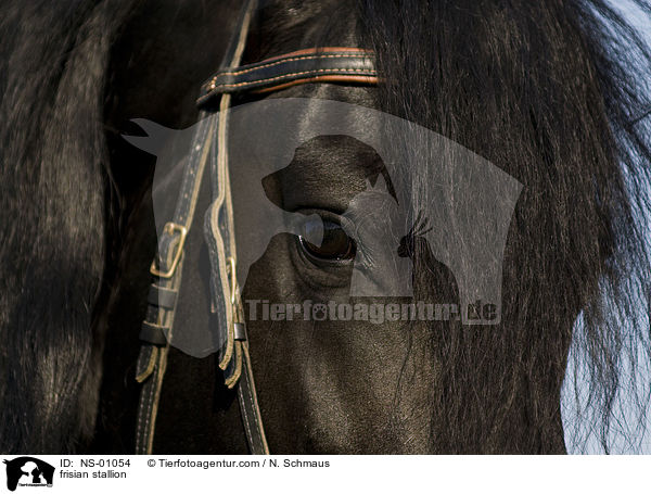 Friesen Hengst / frisian stallion / NS-01054
