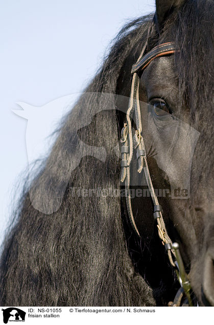 Friesen Hengst / frisian stallion / NS-01055