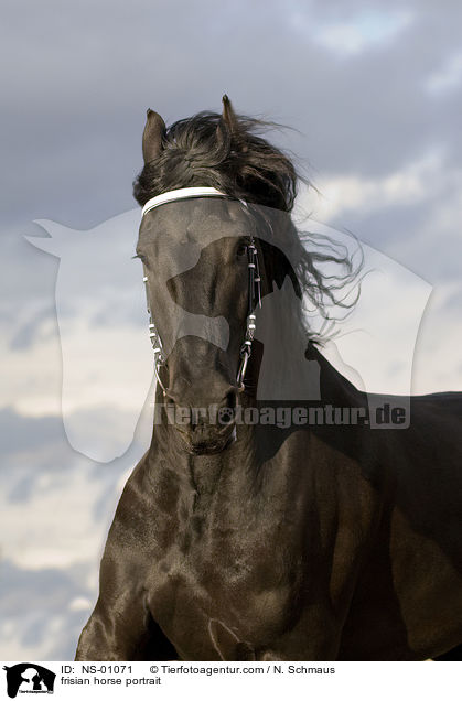 Friese Portrait / frisian horse portrait / NS-01071