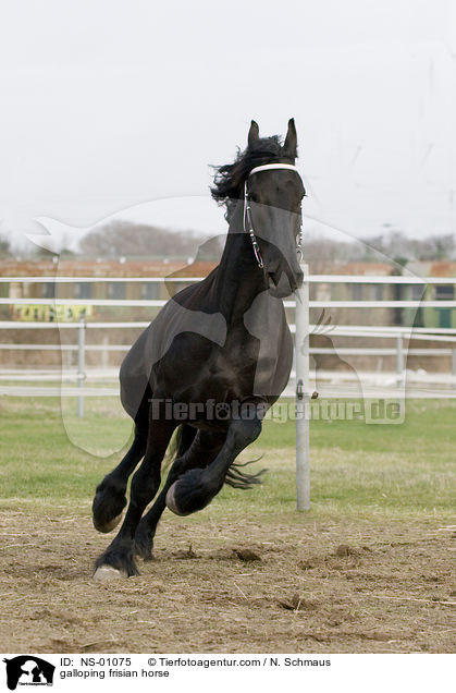 galoppierender Friese / galloping frisian horse / NS-01075