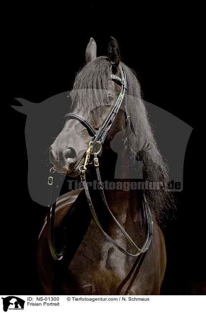 Friese Portrait / Frisian Portrait / NS-01300
