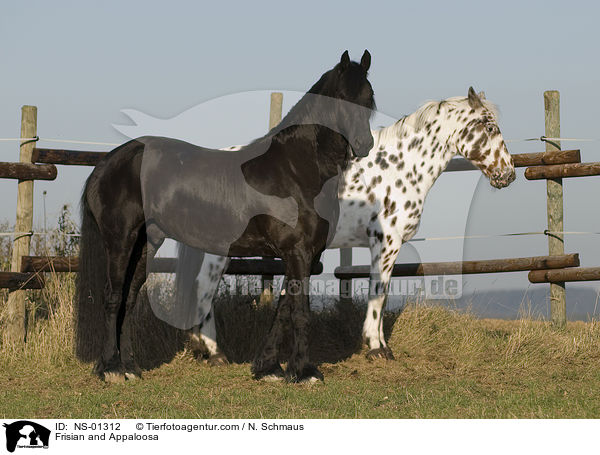 Friese und Appaloosa / Frisian and Appaloosa / NS-01312
