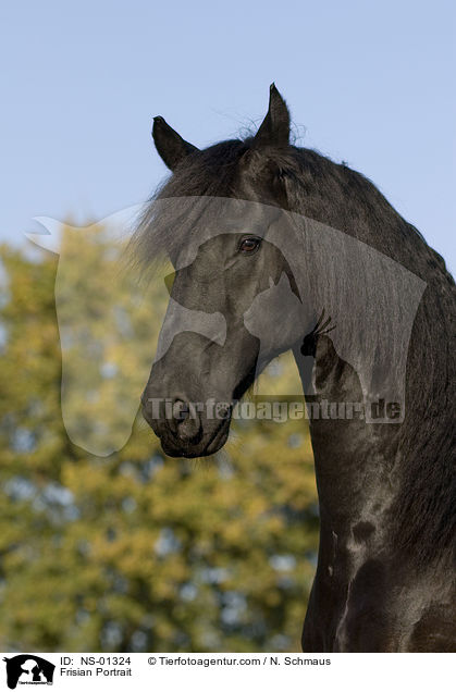 Friese Portrait / Frisian Portrait / NS-01324