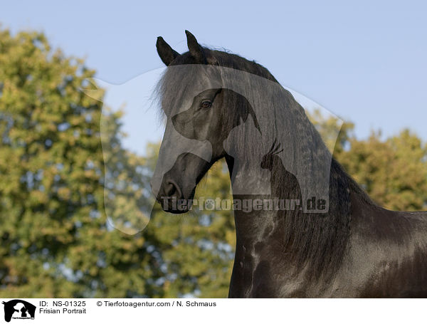 Friese Portrait / Frisian Portrait / NS-01325