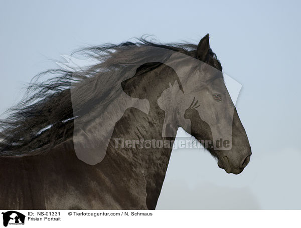 Frisian Portrait / NS-01331