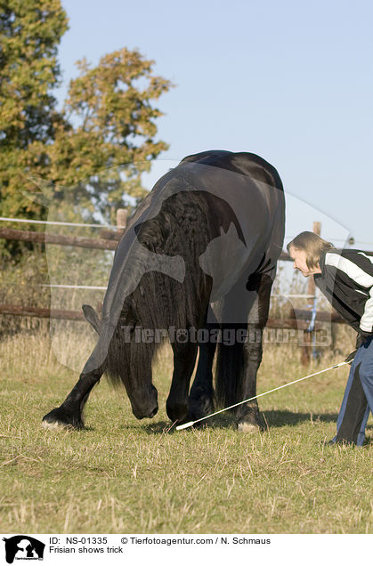 Frisian shows trick / NS-01335