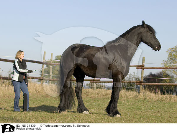 Frisian shows trick / NS-01339