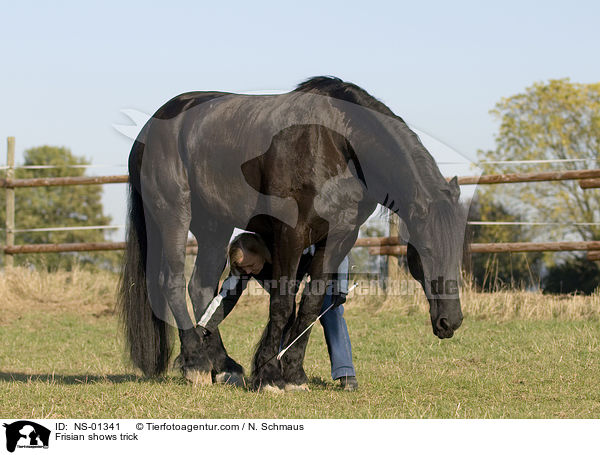 Frisian shows trick / NS-01341
