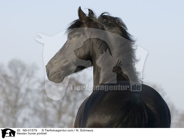 friesian horse portrait / NS-01579