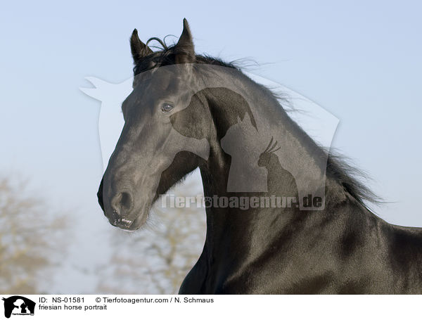 friesian horse portrait / NS-01581