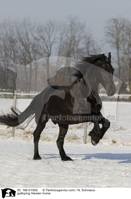 galloping friesian horse / NS-01582