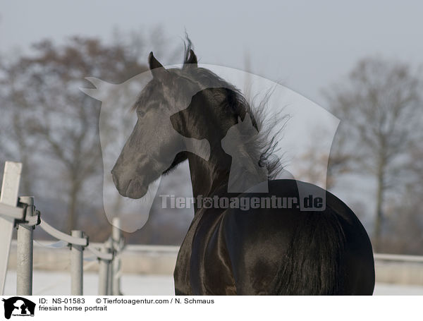 friesian horse portrait / NS-01583
