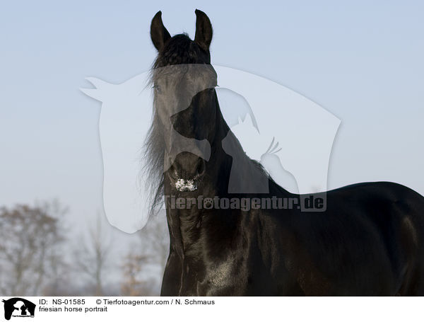 friesian horse portrait / NS-01585
