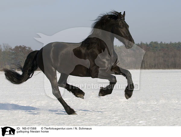 galloping friesian horse / NS-01588