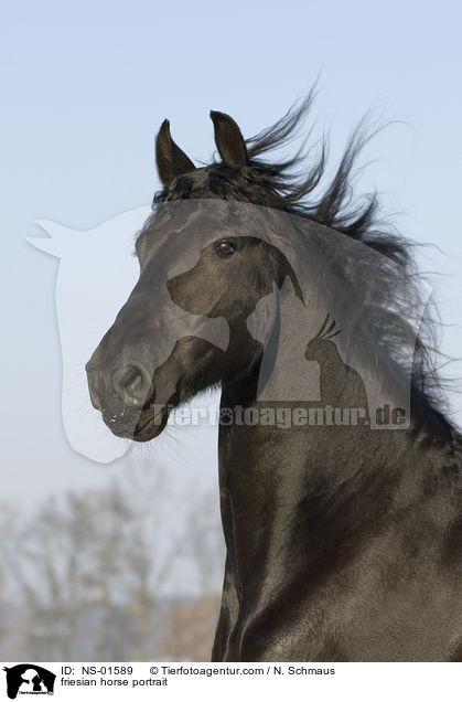 Friesen Portrait / friesian horse portrait / NS-01589