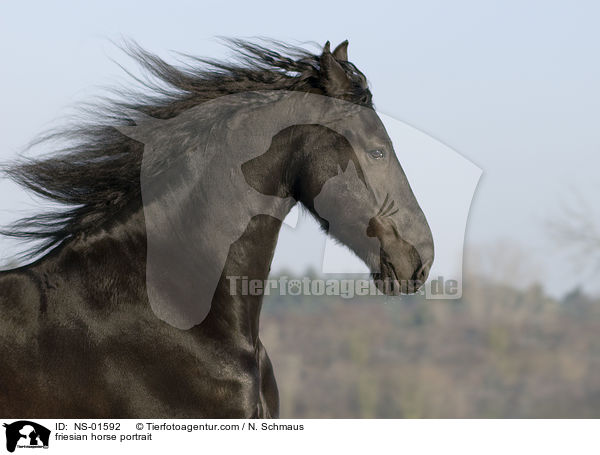 Friesen Portrait / friesian horse portrait / NS-01592