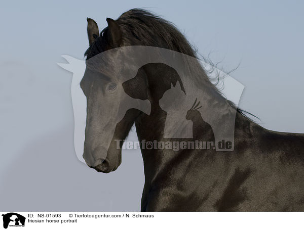 friesian horse portrait / NS-01593