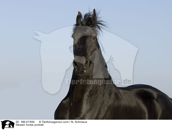 friesian horse portrait / NS-01594