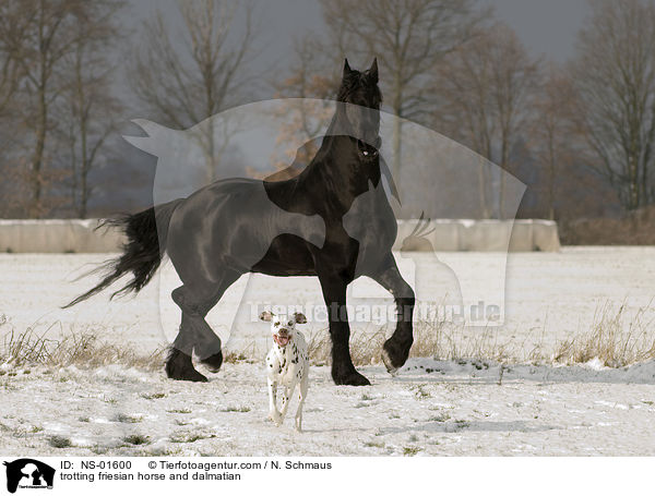 trotting friesian horse and dalmatian / NS-01600