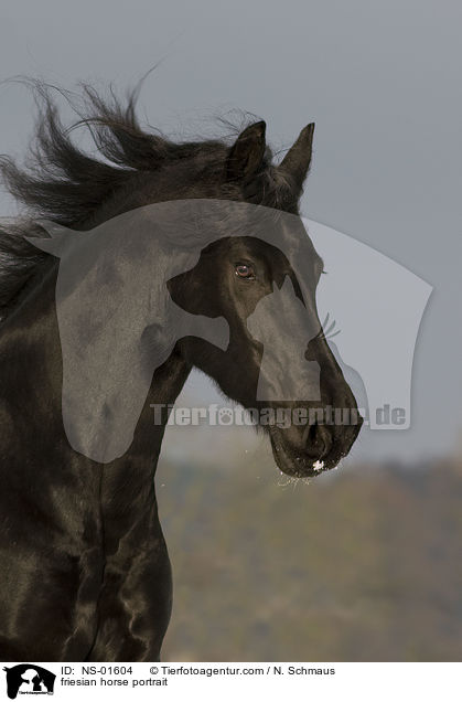 friesian horse portrait / NS-01604