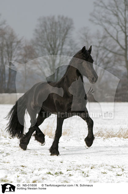 trotting friesian horse / NS-01606