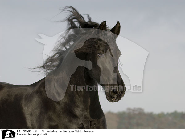 friesian horse portrait / NS-01608