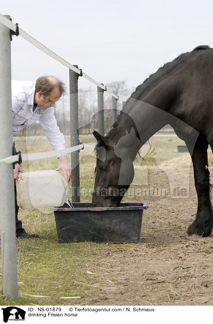 trinkender Friese / drinking Frisian horse / NS-01879