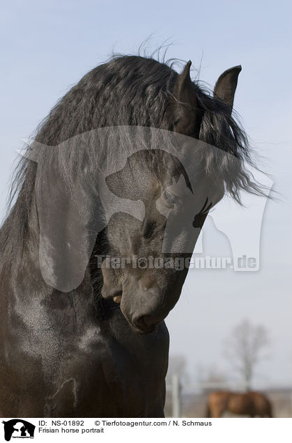 Friese Portrait / Frisian horse portrait / NS-01892