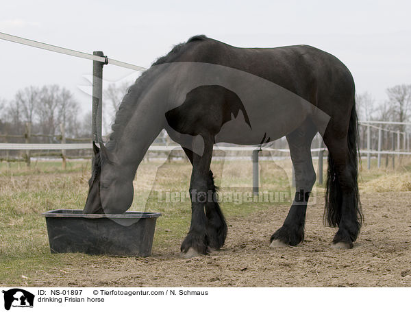 trinkender Friese / drinking Frisian horse / NS-01897