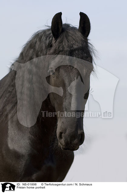 Frisian horse portrait / NS-01898