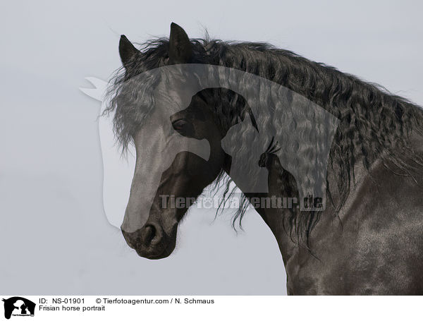 Friese Portrait / Frisian horse portrait / NS-01901