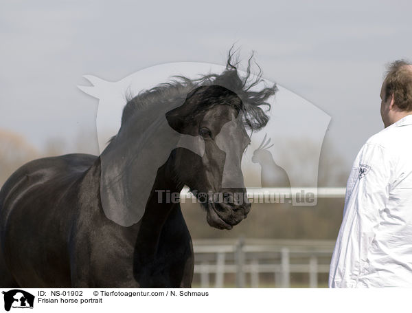Friese Portrait / Frisian horse portrait / NS-01902