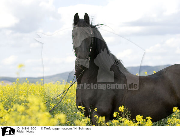 Friese im Raps / Frisian Horse / NS-01960