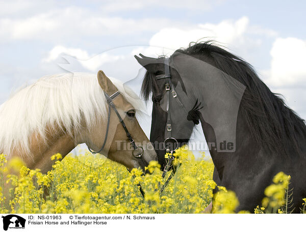 Frisian Horse and Haflinger Horse / NS-01963