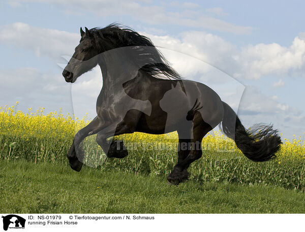 rennender Friese / running Frisian Horse / NS-01979