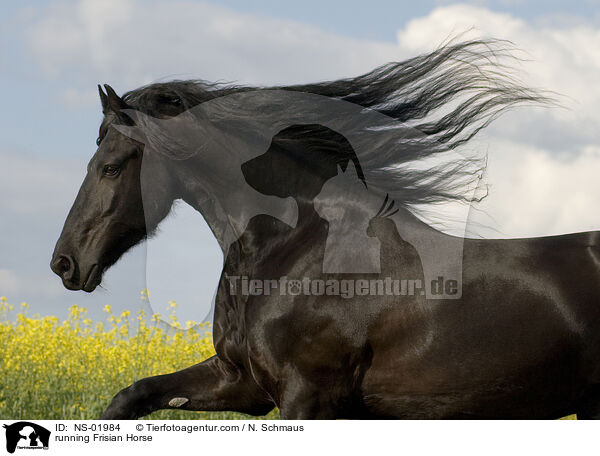 rennender Friese / running Frisian Horse / NS-01984
