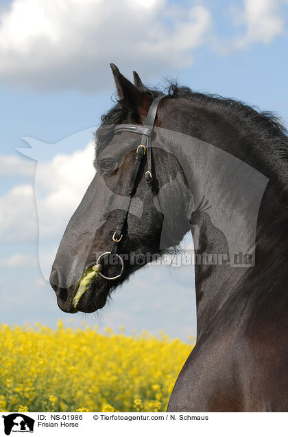 Frisian Horse / NS-01986
