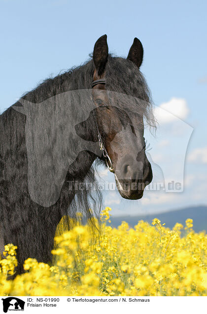 Frisian Horse / NS-01990