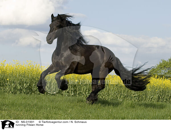 running Frisian Horse / NS-01991