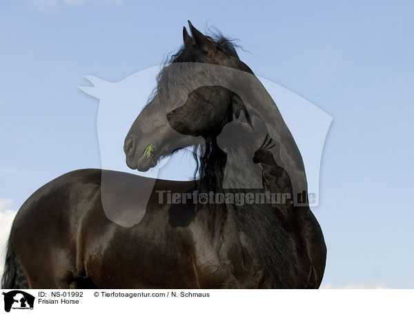 Frisian Horse / NS-01992